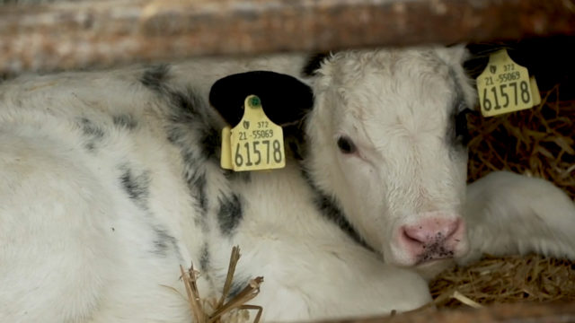 George Goes Dairy Farming: Pat Martyn - Co. Meath