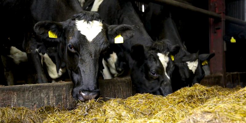 Pre-calving trace mineral deficiency is a reality, is it raising your SCC? - Vimarsana News