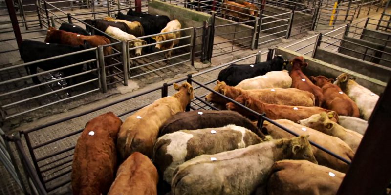 'Factory prices all equally low...but marts tell a different story' - Vimarsana News