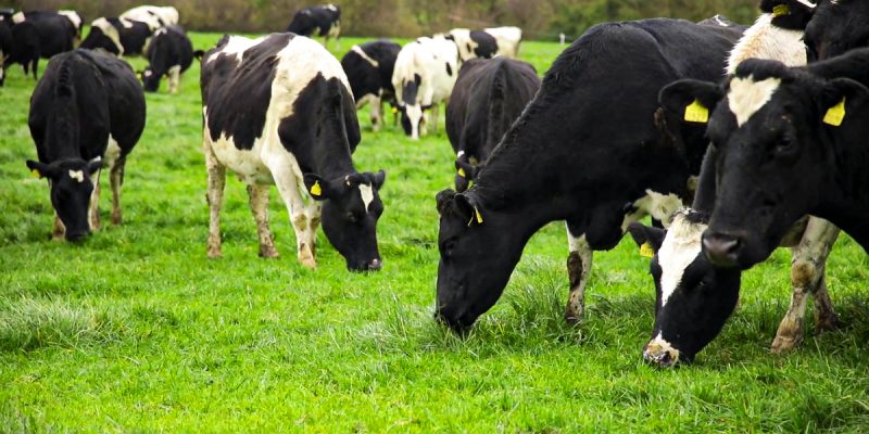 Progressive Genetics publishes its 2021 Dairy Sires Catalogue - Vimarsana News