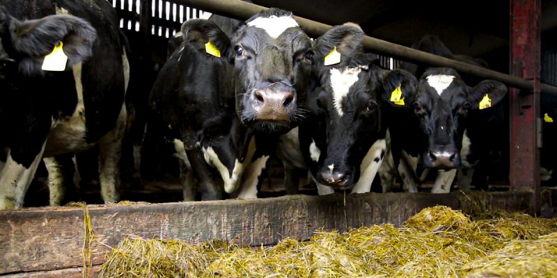 Robotic milking: Is it for you? - Vimarsana News