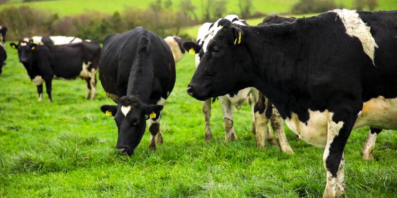 Online dairy sale to take place in Tullow next week - Vimarsana News