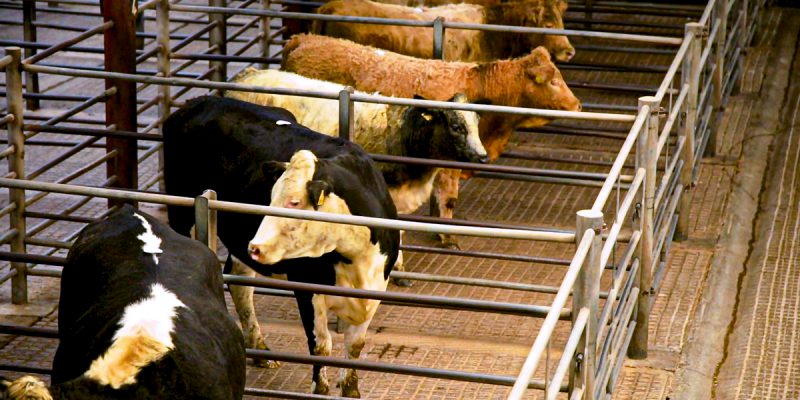 Cootehill mart in Cavan ceases operations - Vimarsana News