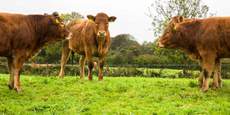 Beef Plan reps: Grant Thornton report 'jeopardises credibility of taskforce' - Vimarsana News