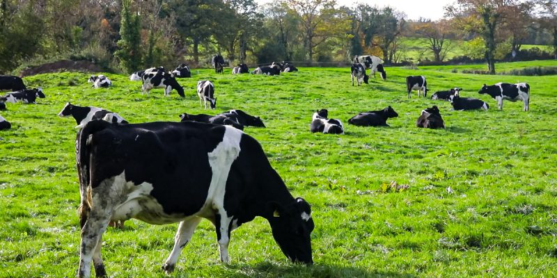 Don't underestimate spring grass growth potential - Vimarsana News