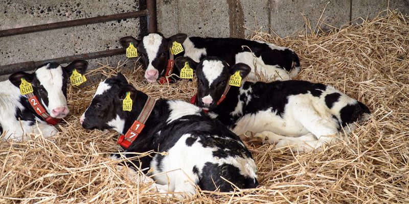 Beating BVD: 'Clear info not being given' to farmers with PIs - Vimarsana News
