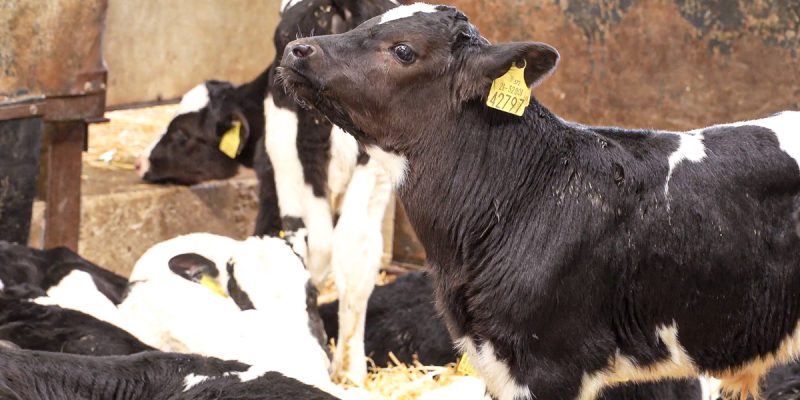 BVD eradication: Key messages farmers should know for 2021 - Vimarsana News