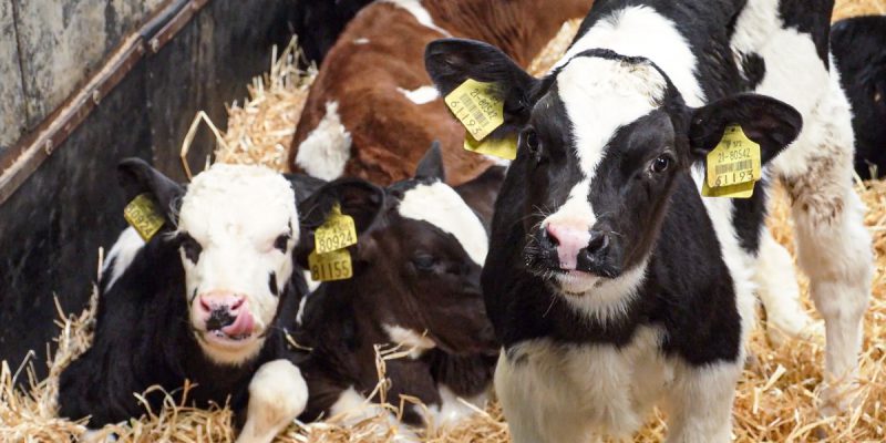 New €5 million Dairy Beef Calf weighing scheme opens - Vimarsana News