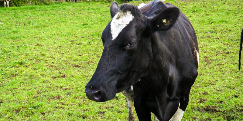 Actions taken by Irish dairy farmers highlighted in new factbook - Vimarsana News