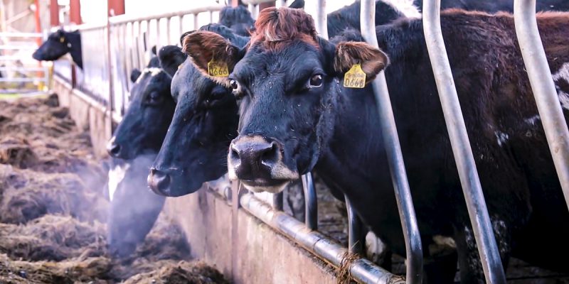 Dairy advice: 3 jobs to complete on the farm pre-calving - Vimarsana News