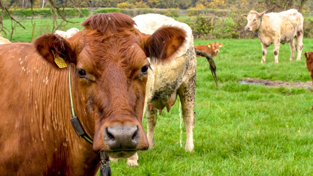 Brexit, cattle
