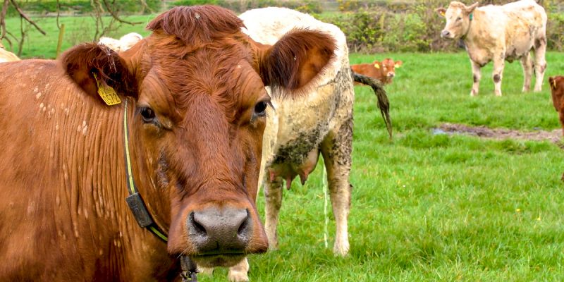TB: Within 10 years it 'may be possible to vaccinate high-risk cattle' - department - Vimarsana News