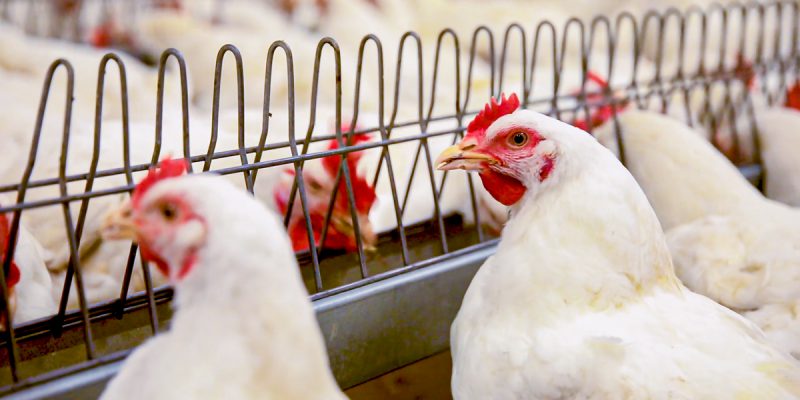First confirmed cases of H5N8 avian influenza recorded in humans in Russia - Vimarsana News