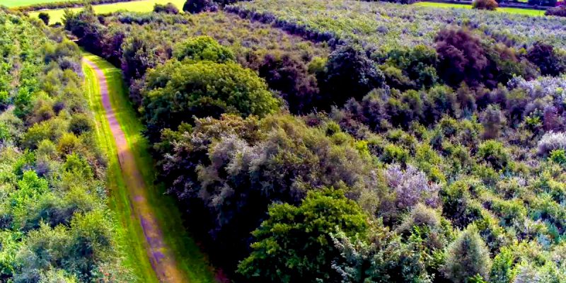 ITGA calls for carbon payments for landowners who plant trees - Vimarsana News