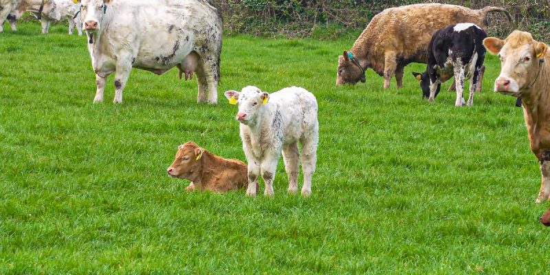 New inspections to check isolation of BVD animals in NI - Vimarsana News