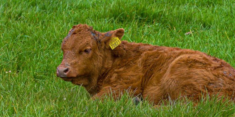 Why should I reduce the calving spread? - Vimarsana News