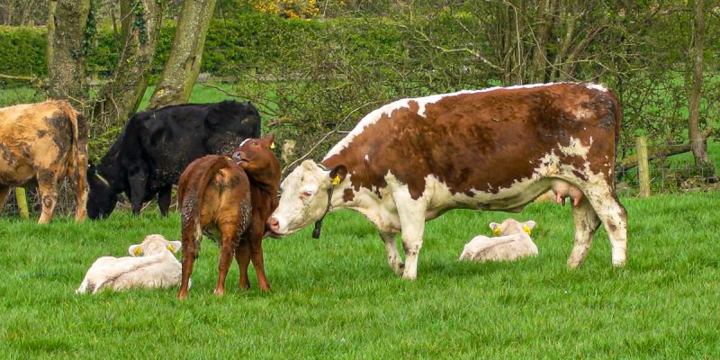 Letter to the editor: Science is the future to make farming viable - Vimarsana News
