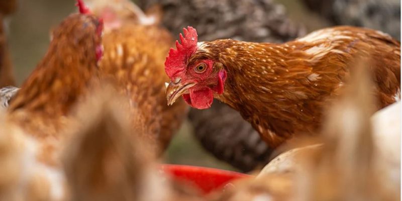 DAFM stresses need for flock owners to adhere to bird flu housing order - Vimarsana News