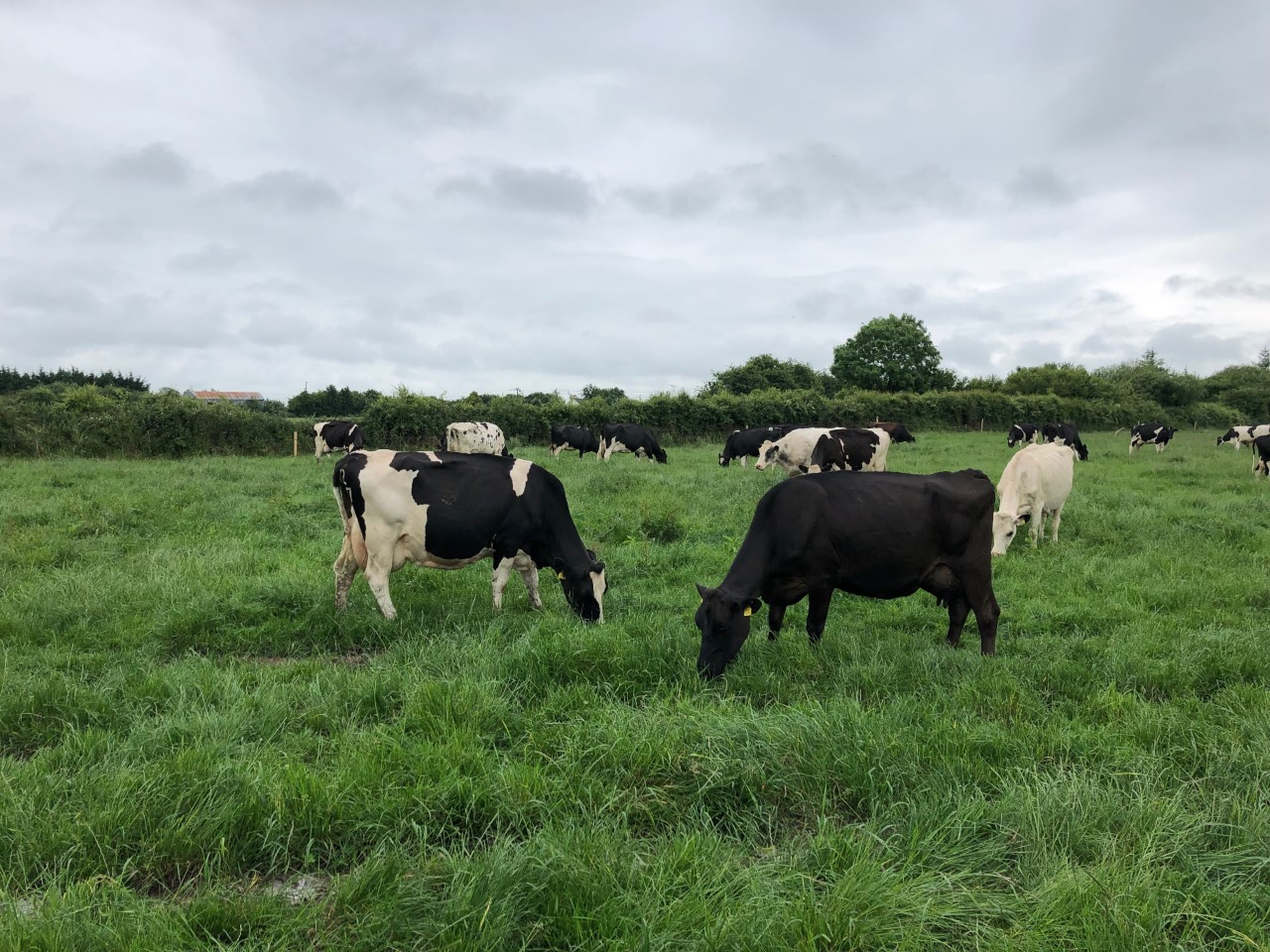 Dairy farm incomes see a 9% increase in 2019 - Agriland.ie