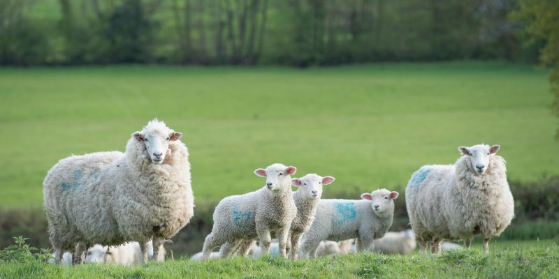 Ornamental garden plants can pose a significant poisoning risk for sheep - Vimarsana News