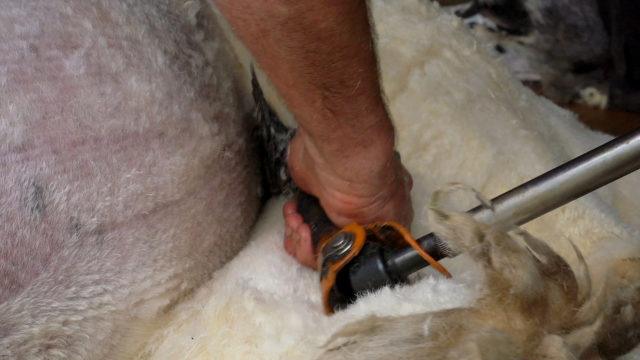 How to shear sheep
