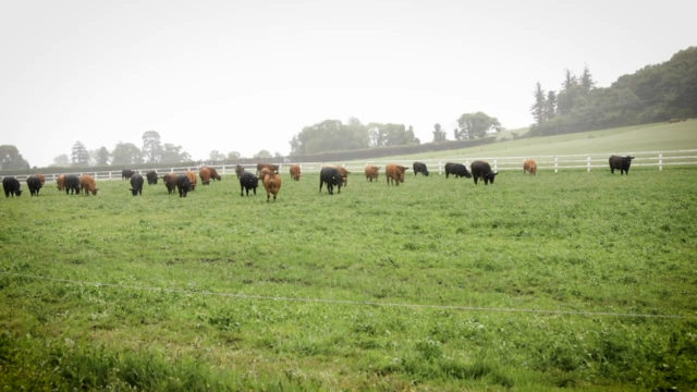 How this beef farmer manages grassland at 3 critical times of the year -Live@Grange