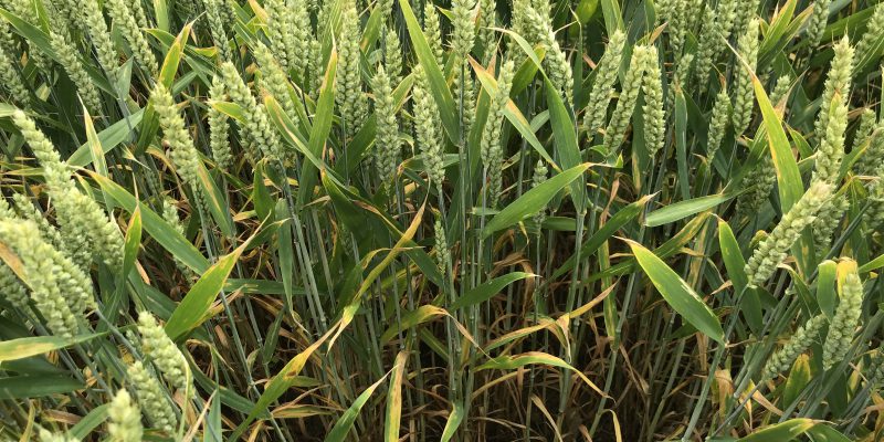 New Zealand commits to 7-year IPM programme for tillage sector - Vimarsana News