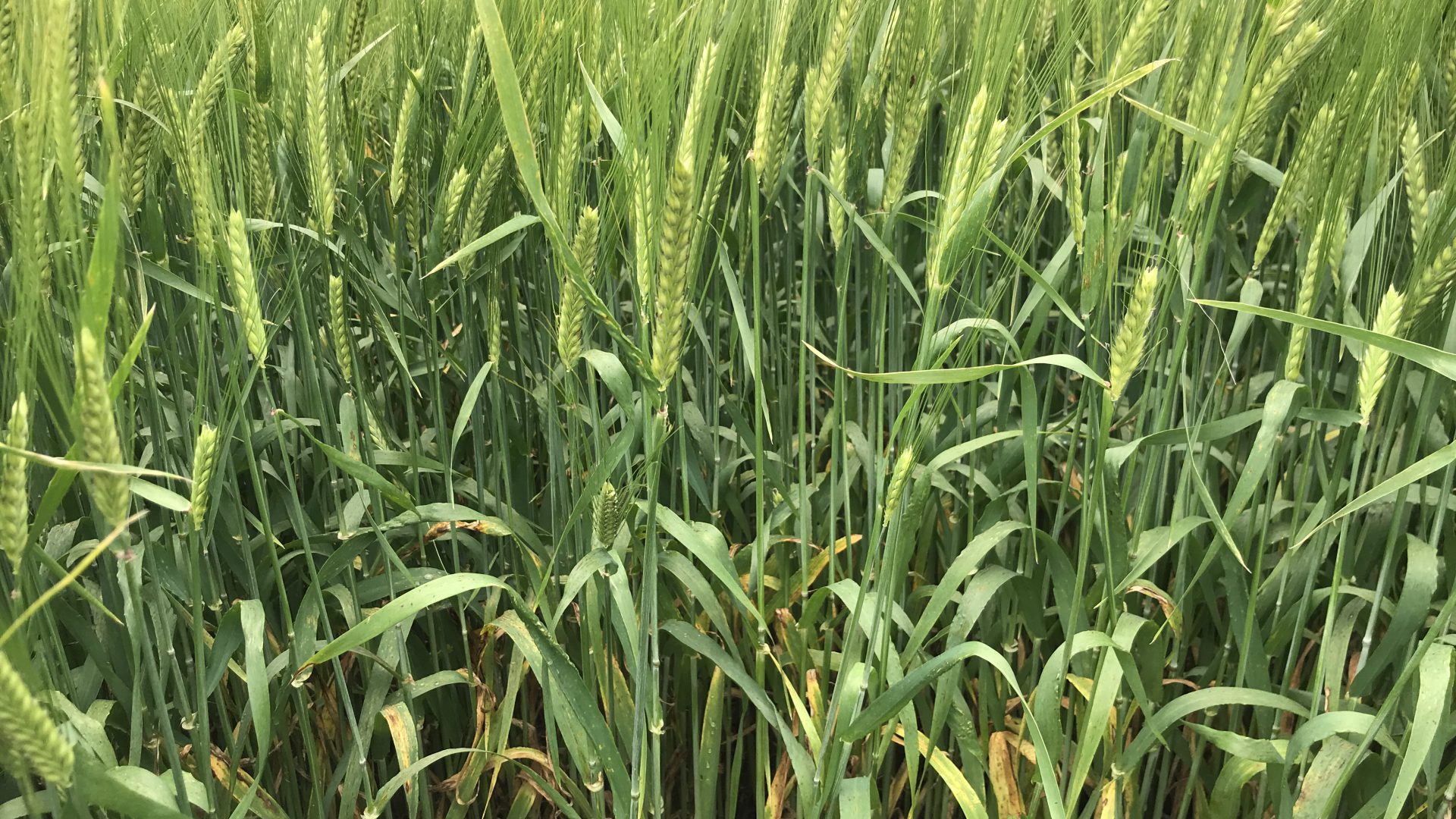 Spring barley It's a tale of planting dates Agriland.ie