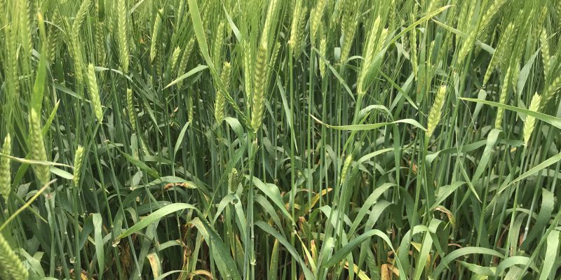 Fertiliser and growth regulator management of winter barley crops - Vimarsana News
