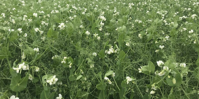 DAERA to launch pilot payment scheme for protein crops - Vimarsana News