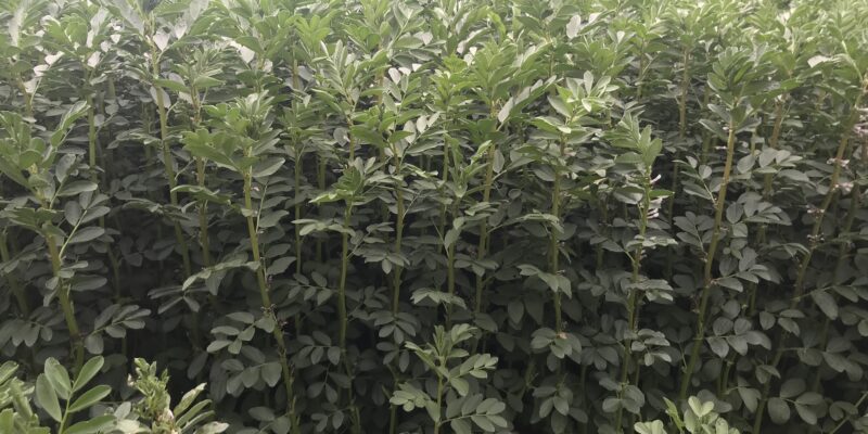 Five-fold increase in the area of protein crops is on the cards - Vimarsana News