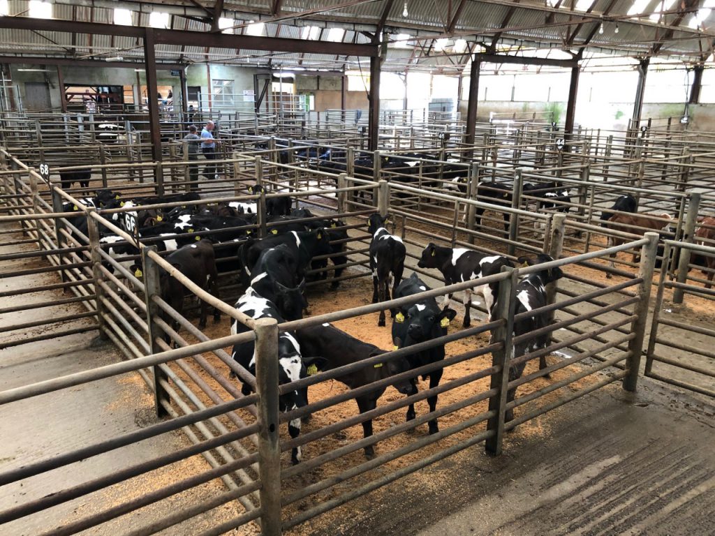 Hereford and Anguscross calves make up to €385/head at Enniscorthy