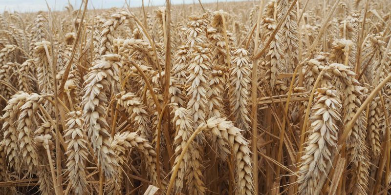 McAleer concerned over UK's commitment to gene-editing - Vimarsana News