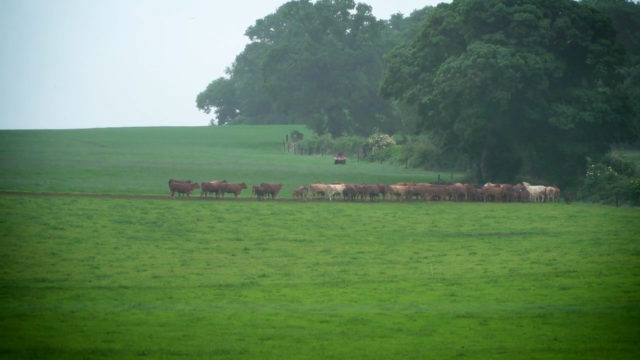 How this simple paddock system is leading to better grass management -Teagasc Virtual Beef Week 2020
