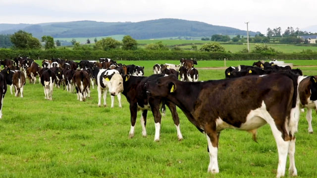 The Long brothers’ integrated approach to dairy and beef farming - Teagasc: Virtual Beef Week 2020