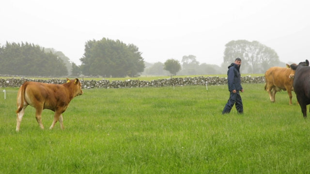 Virtual Beef Week: Eddie Burgess and Farmer Martin Shaughnessy - Live@Grange