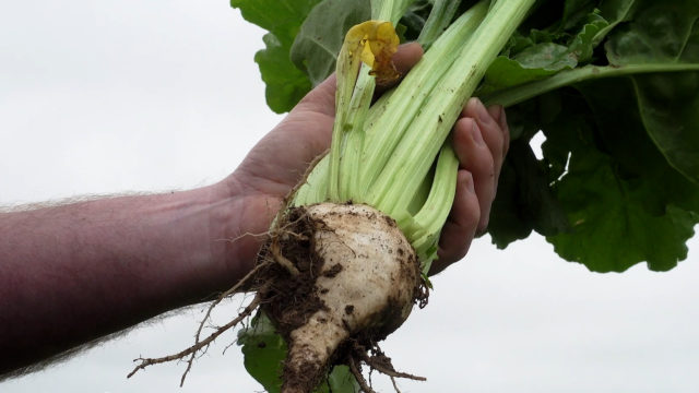CROPS WATCH: Have you been feeding your beet crop?