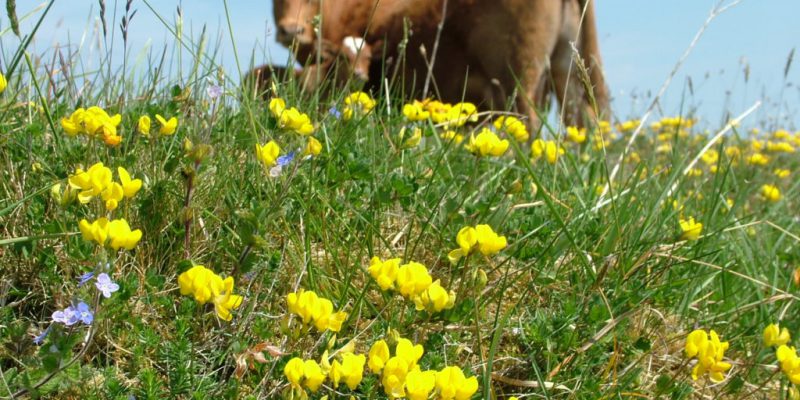 Less than a week left to nominate Farming for Nature ambassadors - Vimarsana News