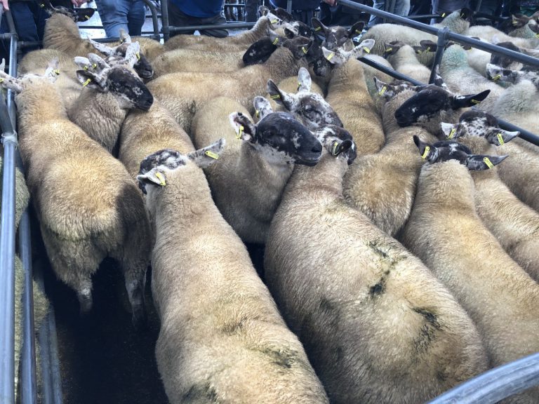 Pics and prices Ewe lambs and