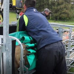Image source Leitrim IFA sheep handling tutorial lambs safer