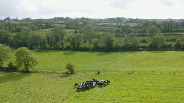 Virtual Farm Walk: Introduction to Martin Connolly's farm - Teagasc Green Acres Calf to Beef Programme Participant
