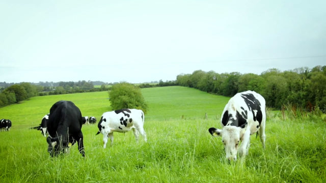 Virtual Farm Walk: Grassland management and target weights- Calf to Beef