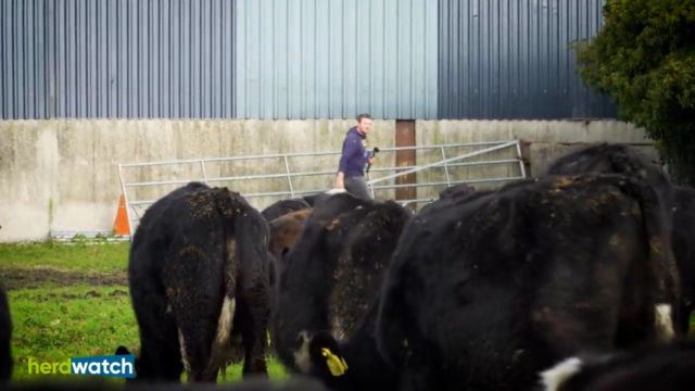 Herdwatch: Farmer Phil