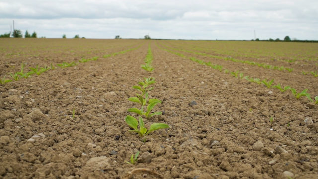CROPS WATCH: The new beet on the block is 'smart'