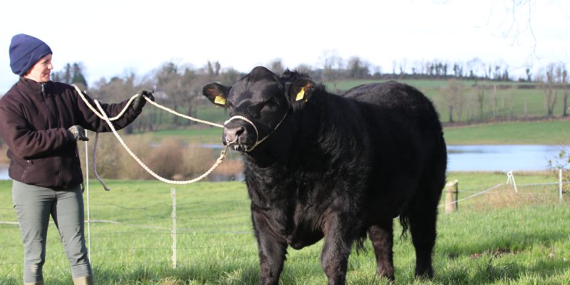 €8,600 leads the trade for Angus bulls at 'Elite Sale' - Vimarsana News