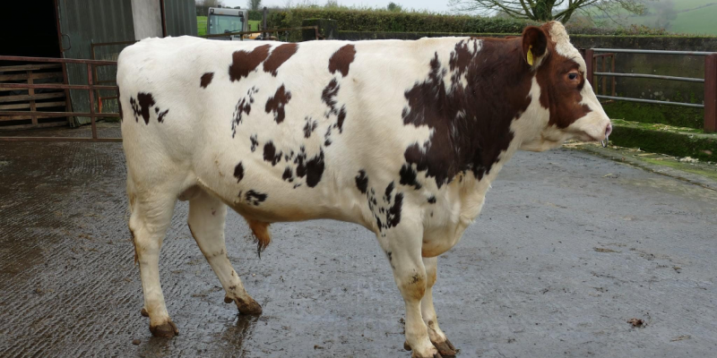 High demand for cows in milk at Dungannon dairy sale - Vimarsana News