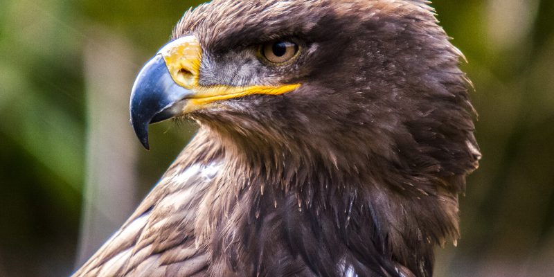 NPWS investigates shooting of buzzard in Co. Laois - Vimarsana News