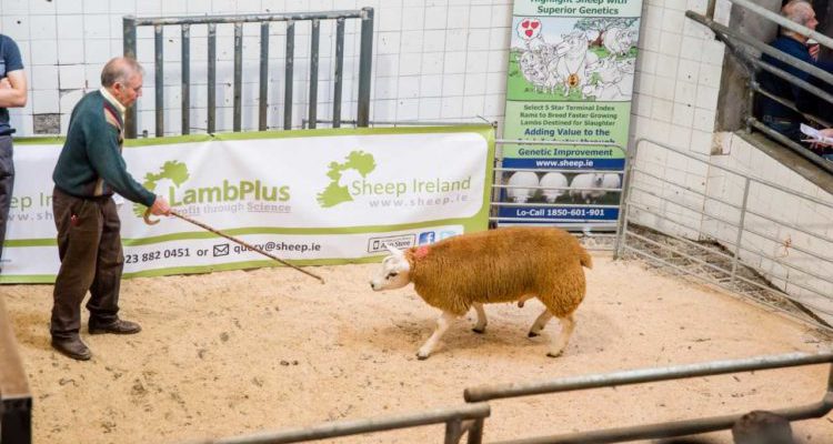 Number of LambPlus flocks jumps by 110 to over 850 - Vimarsana News