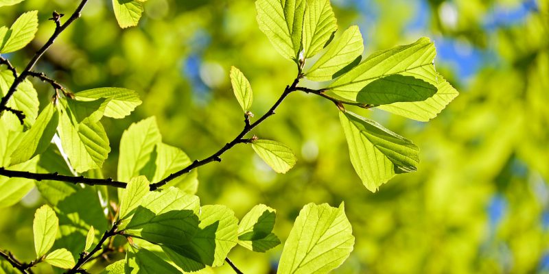 'From broadband to broadleaf': Initiative to see 50,000 trees planted - Vimarsana News