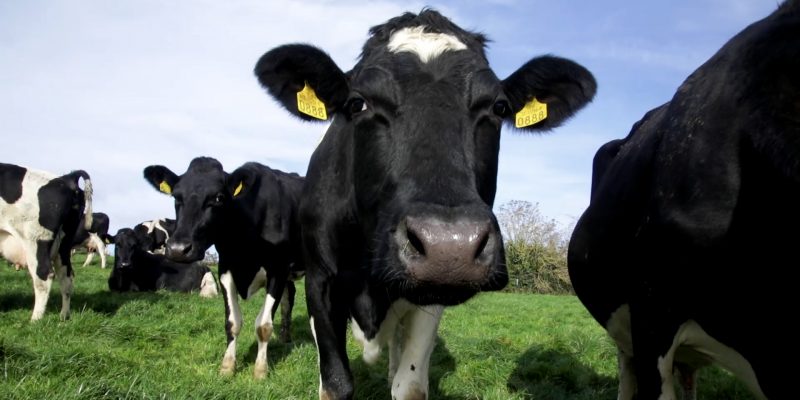 NI young farmer named as NEWBIE Award finalist - Vimarsana News